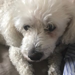 Meet your Posher, Ann